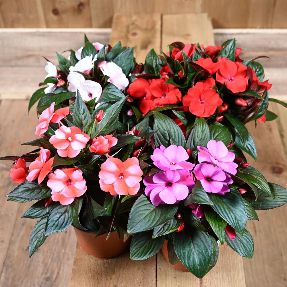 New Guinea Impatiens 13cm