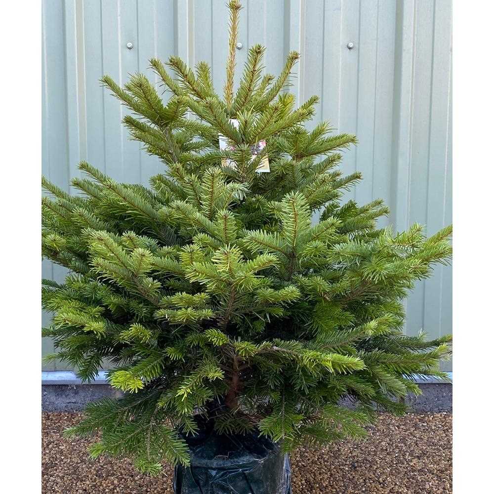 Nordman Premium Pot Grown 125/150