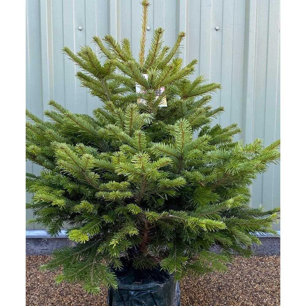 Nordman Premium Pot Grown 150/175