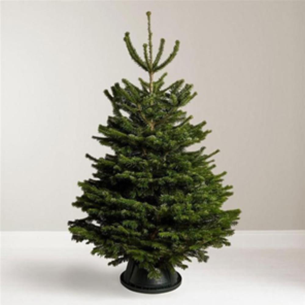 Nordmann Fir Premium Grade 175/200cm
