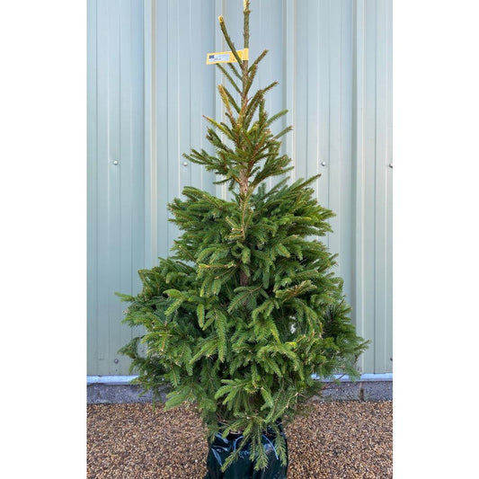 Norway Spruce Premium Pot Grown 100/125