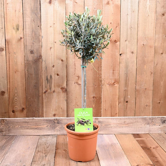 Olea Europaea-European Olive Mini Standard
