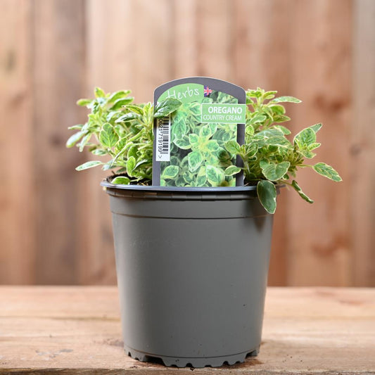 Oregano Country Cream - Origanum Vulg. 1L