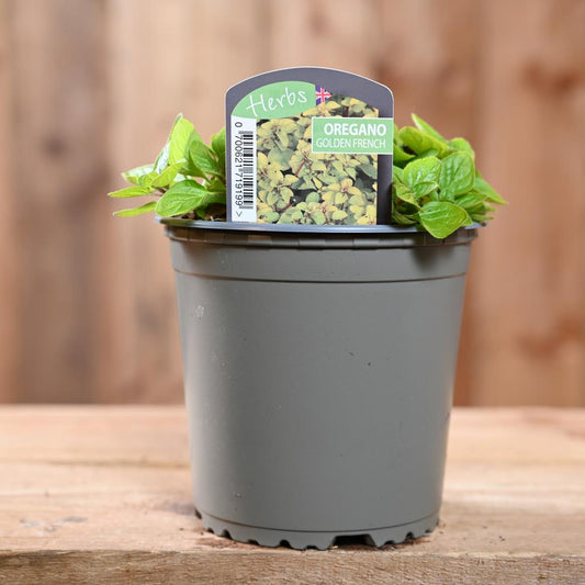 Oregano Golden French - Origanum Vulg. 1L