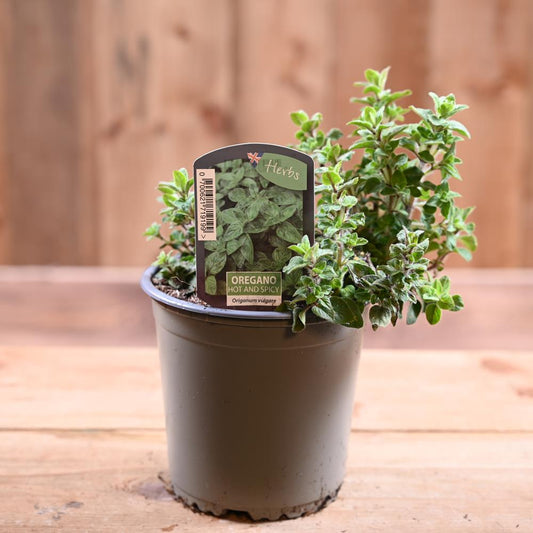 Oregano Hot & Spicy - Origanum Vulg.  1L