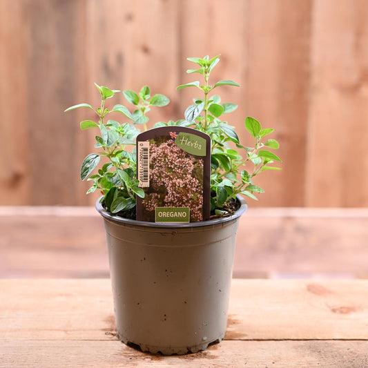 Oregano -Origanum Vulgare  1L