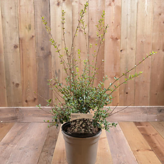 Osmanthus X Delavayi 3L