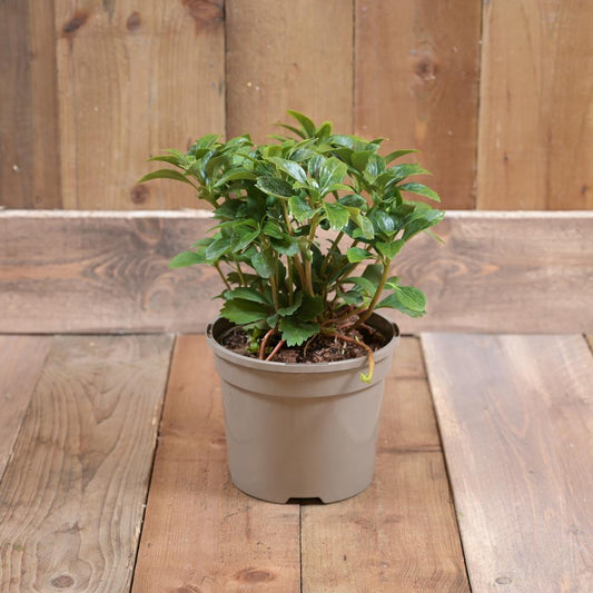 Pachysandra Terminalis 2L