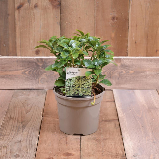 Pachysandra Terminalis 2L