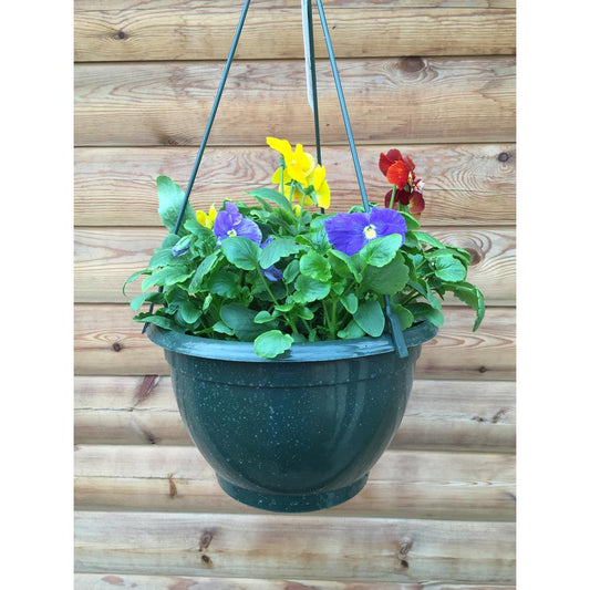 Pansy 27cm Hanging Basket