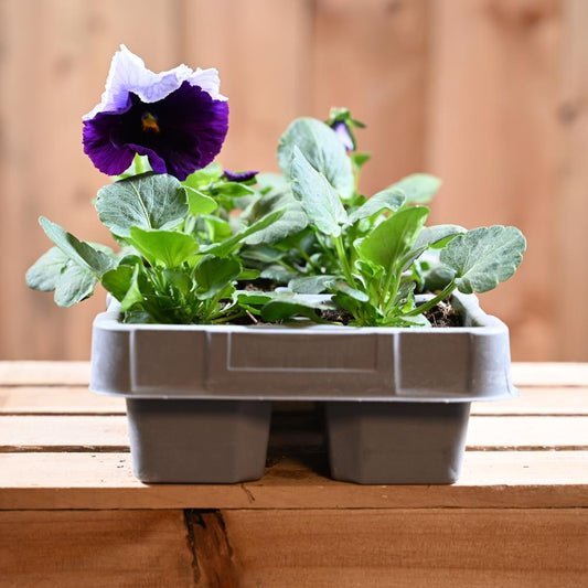 Pansy Beaconsfield 6 Pack
