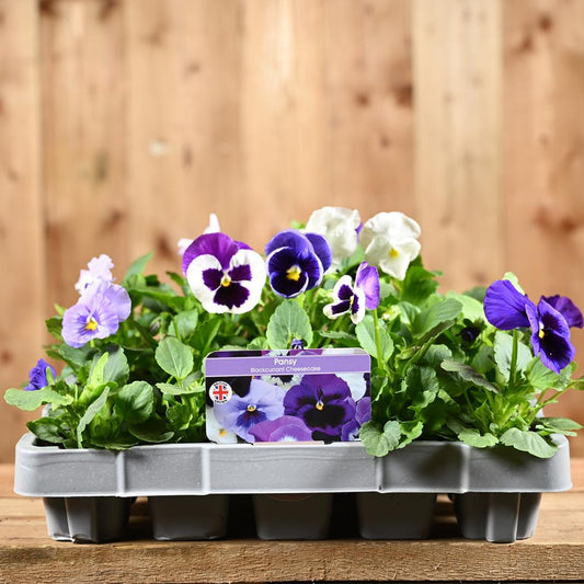 Pansy Blackcurrant Cheesecake 20 Pack