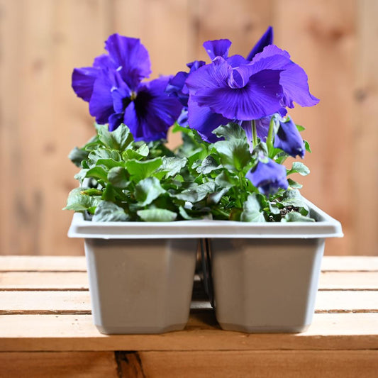Pansy Blue Blotch 6 Pack