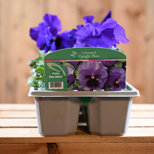 Pansy Blue Blotch 6 Pack