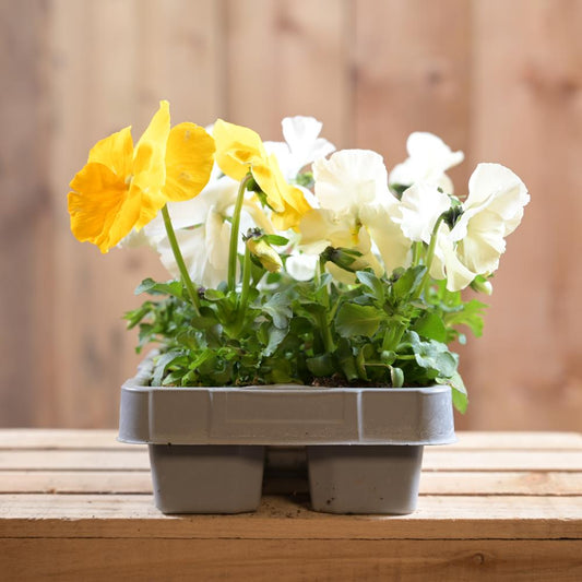 Pansy Citrus 6 Pack