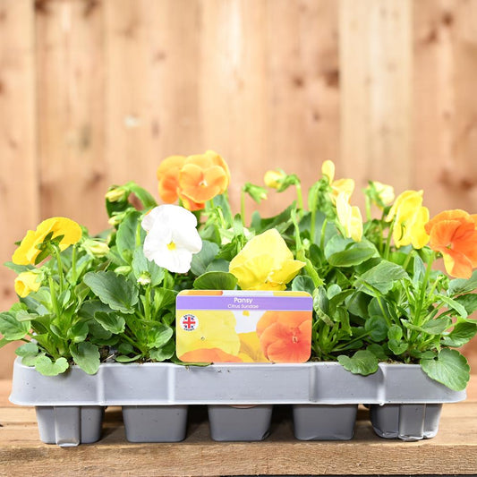 Pansy Citrus Mix 20 Pack