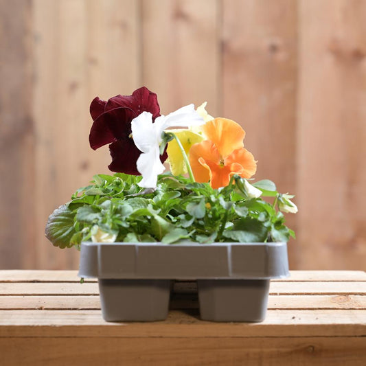 Pansy Clear Springs Six Pack