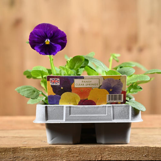 Pansy Clear Springs Six Pack