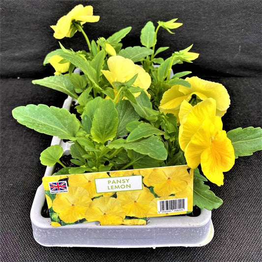 Pansy Lemon Six Pack
