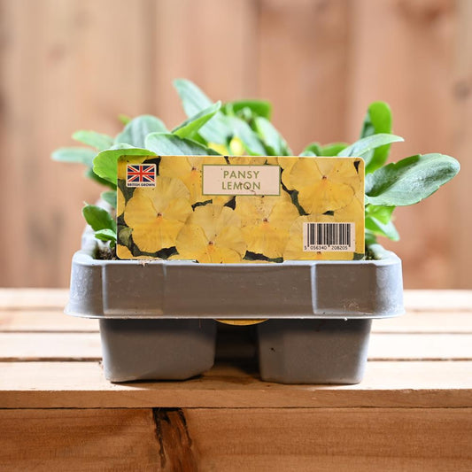 Pansy Lemon Six Pack