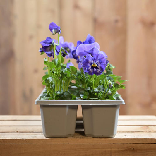 Pansy Marina 6 Pack