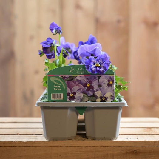 Pansy Marina 6 Pack