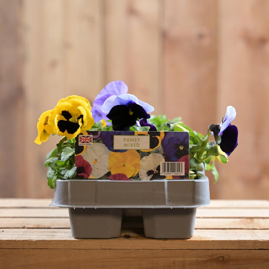 Pansy Mixed 6 Pack