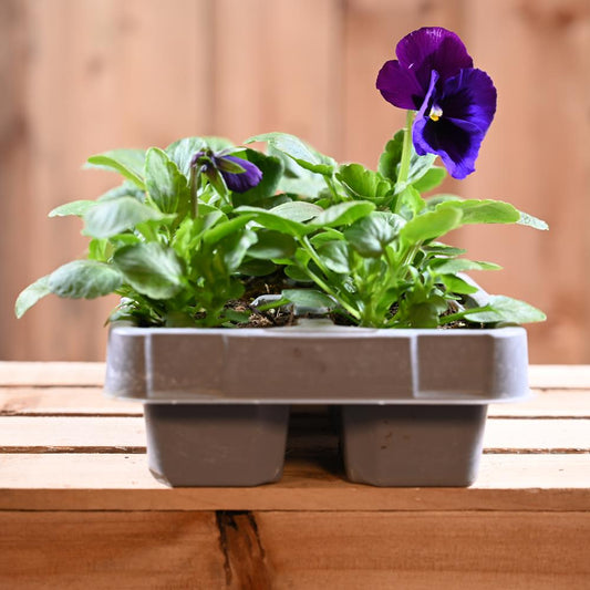 Pansy Neon Violet Six Pack