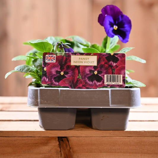 Pansy Neon Violet Six Pack