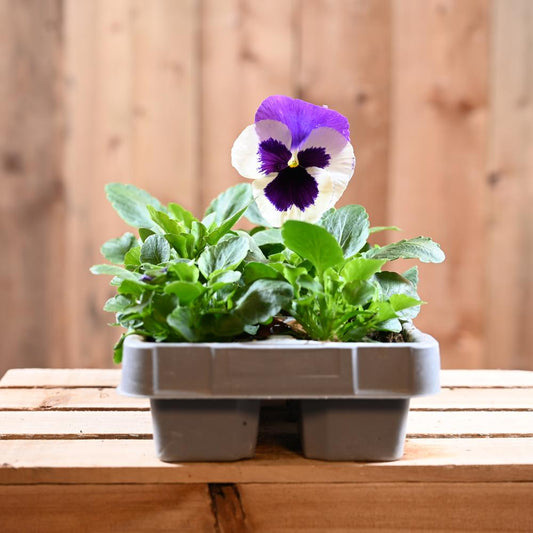 Pansy Purple And White Six Pack