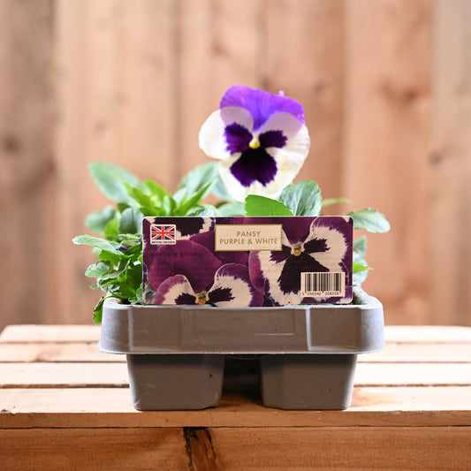 Pansy Purple And White Six Pack