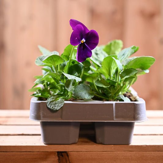 Pansy Purple Six Pack
