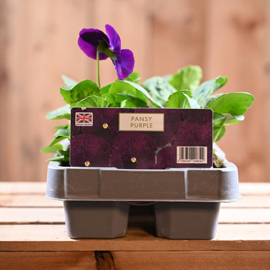 Pansy Purple Six Pack