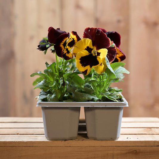 Pansy Red Wing Six Pack