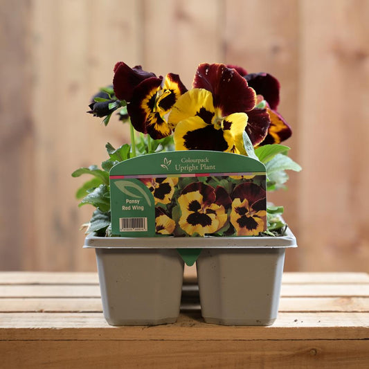 Pansy Red Wing Six Pack