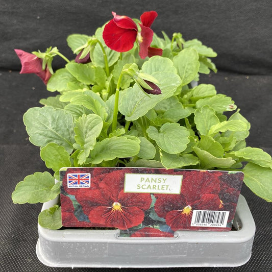 Pansy Scarlet Six Pack