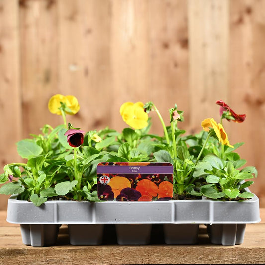 Pansy Trifle 20 Pack