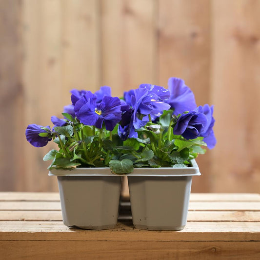 Pansy True Blue 6 Pack