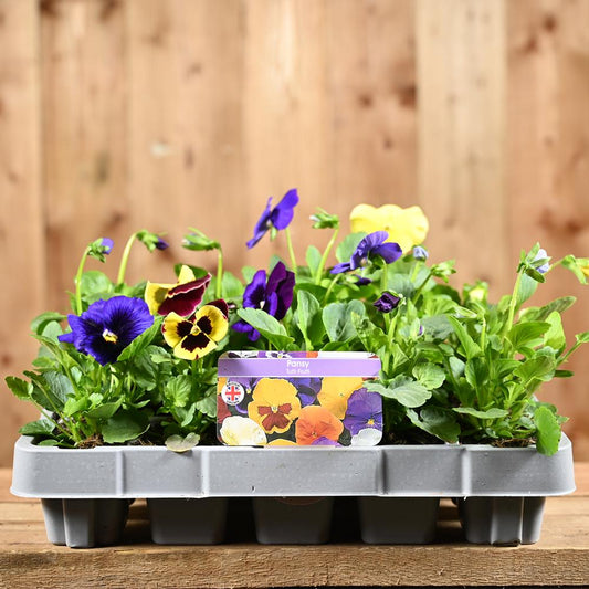 Pansy Tutti Frutti 20 Pack