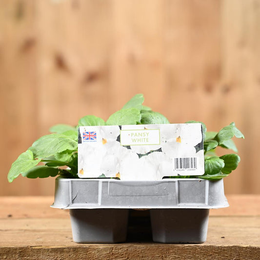Pansy White 6 Pack