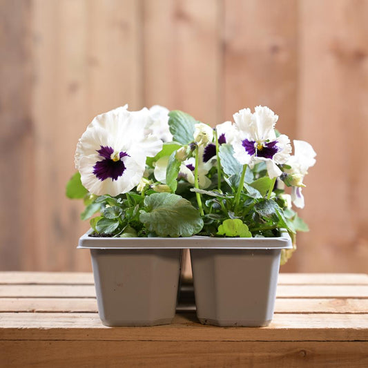 Pansy White Blotch 6 Pack