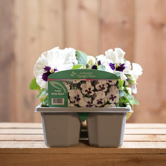 Pansy White Blotch 6 Pack