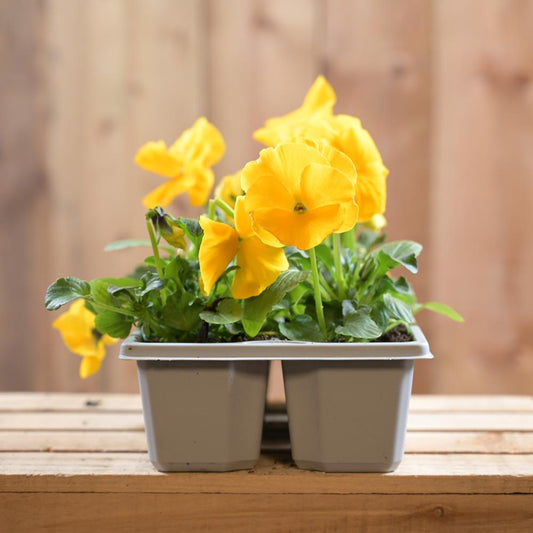 Pansy Yellow 6 Pack