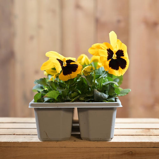 Pansy Yellow Blotch 6 Pack