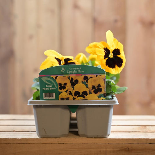 Pansy Yellow Blotch 6 Pack