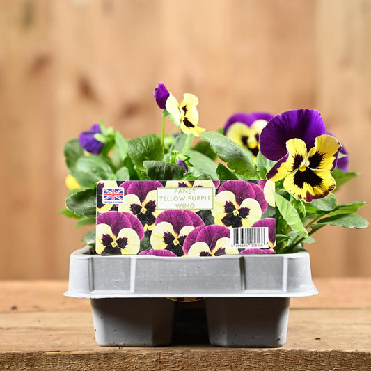 Pansy Yellow Purple Wing Six Pack