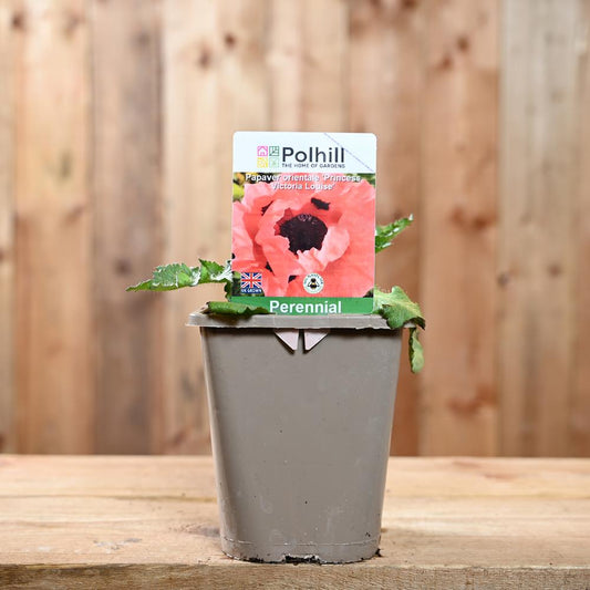 Papaver Orientale Princess Victoria Louise 1L