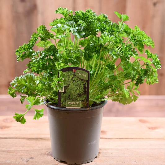 Parsley Curled - Petroselinum Crispum  1L