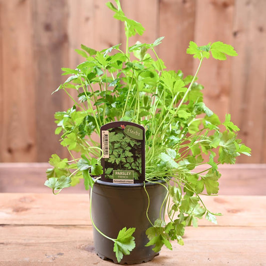 Parsley French - Petroselinum Crispum  1L