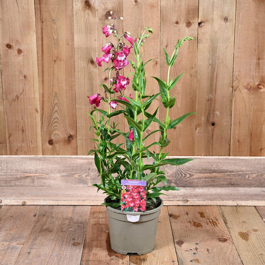 Penstemon Pensham Amelia Jayne 3L